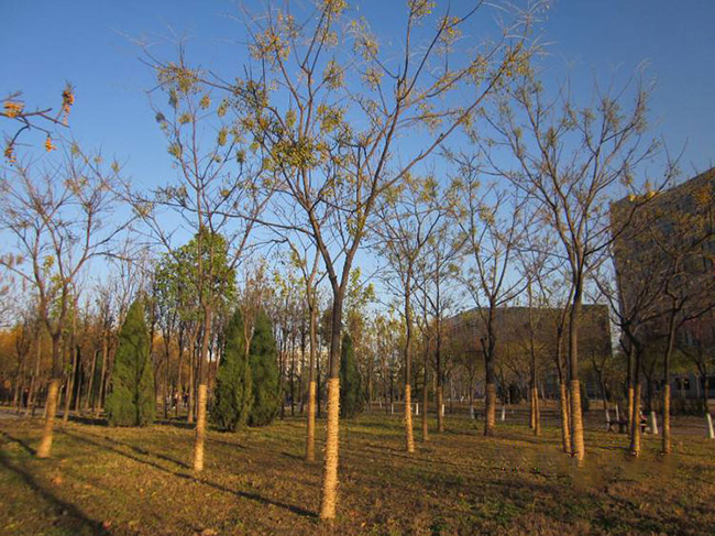 <a href='http://www.wuzhouwash.com/xingdaoshu/3368.html' target='_blank'>苦楝樹</a>