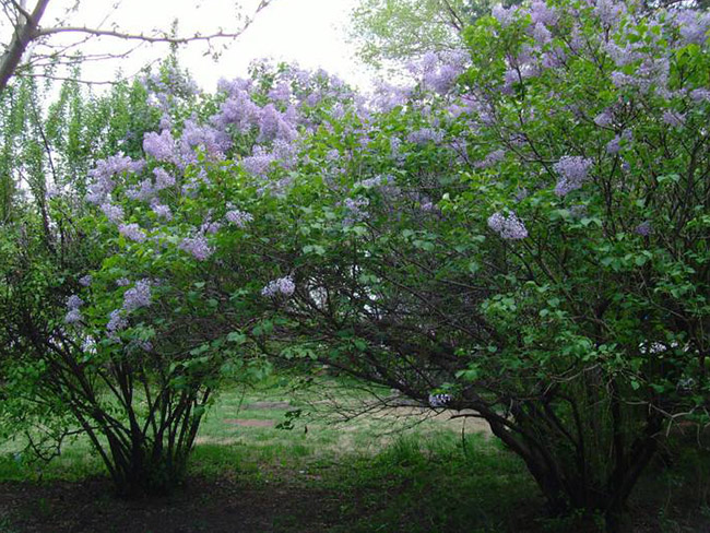 <a href='http://www.wuzhouwash.com/dibeiguanmu/3581.html' target='_blank'>丁香花</a>