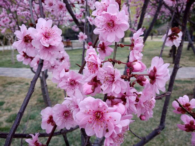 <a href='http://www.wuzhouwash.com/dibeiguanmu/3580.html' target='_blank'>美人梅</a>
