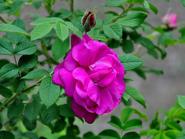 <a href='http://www.wuzhouwash.com/dibeiguanmu/3576.html' target='_blank'>紅刺玫</a>