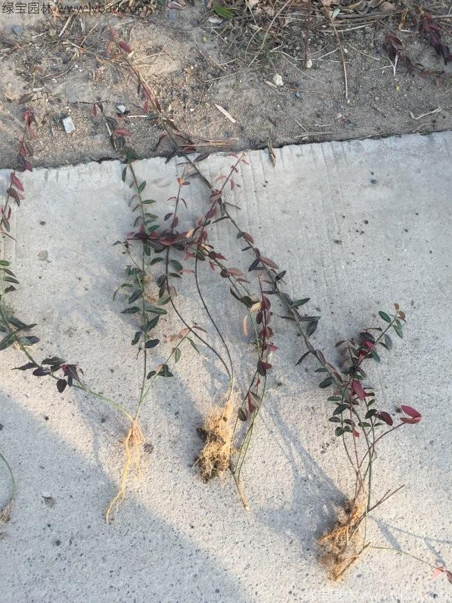 扶芳藤