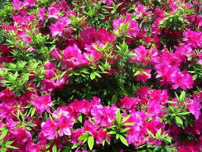 <a href='http://www.wuzhouwash.com/dibeiguanmu/3572.html' target='_blank'>杜鵑花</a>苗