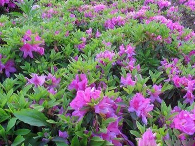杜鵑花苗