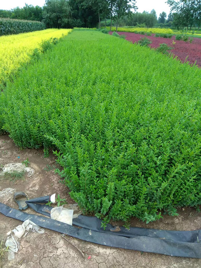 水臘苗<a href='http://www.wuzhouwash.com/linmuzhongzi/1732.html' target='_blank'>水蠟</a>小苗基地