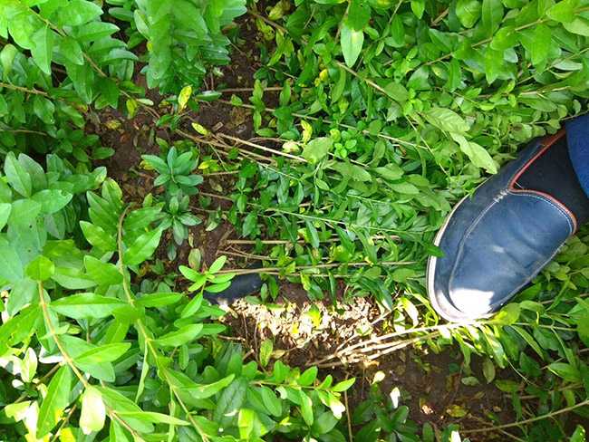 水臘苗水蠟小苗基地