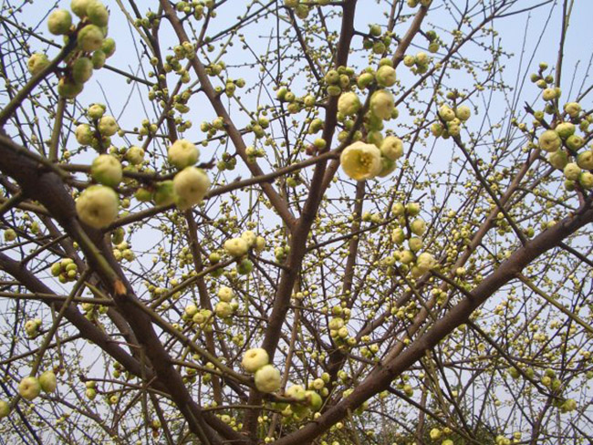 <a href='http://www.wuzhouwash.com/xiaoqiaomu/3562.html' target='_blank'>綠梅</a>花<a href='http://www.wuzhouwash.com/xiaoqiaomu/3562.html' target='_blank'>綠梅</a>樹(shù)苗