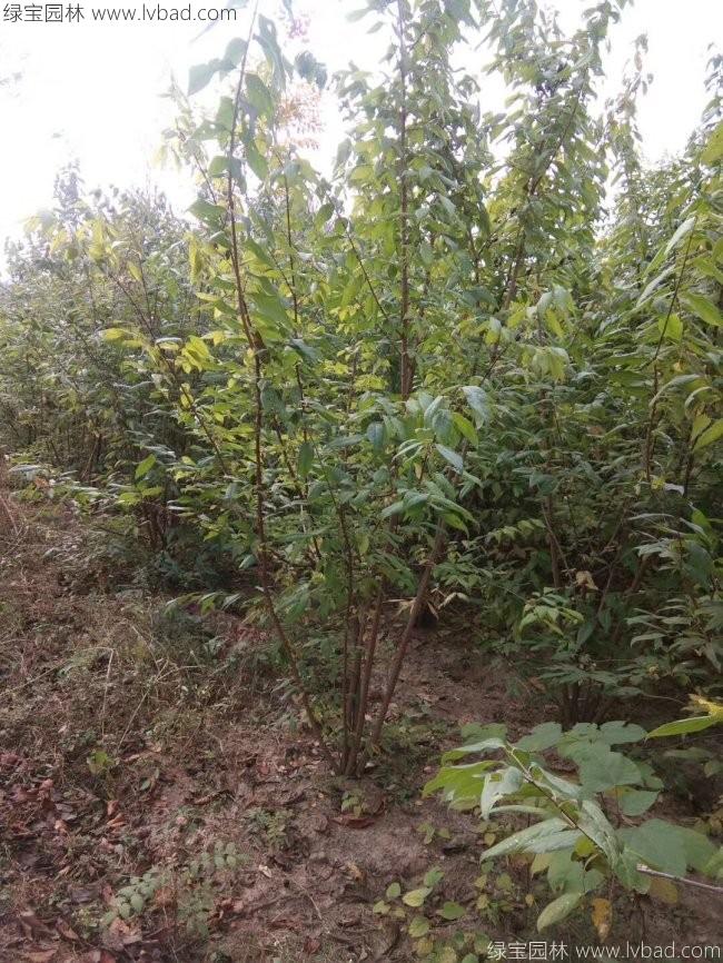 臘梅樹苗木