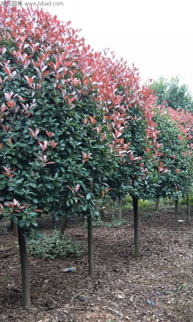 <a href='http://www.wuzhouwash.com/linmuzhongzi/1747.html' target='_blank'>紅葉石楠</a>樹