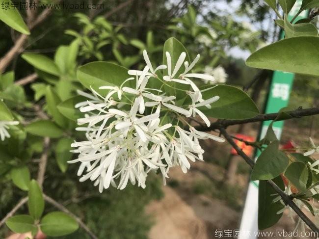 <a href='http://www.wuzhouwash.com/linmuzhongzi/1846.html' target='_blank'>流蘇</a>樹