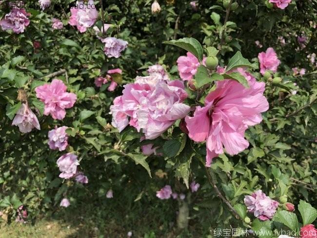 <a href='http://www.wuzhouwash.com/linmuzhongzi/1808.html' target='_blank'>木槿</a>花