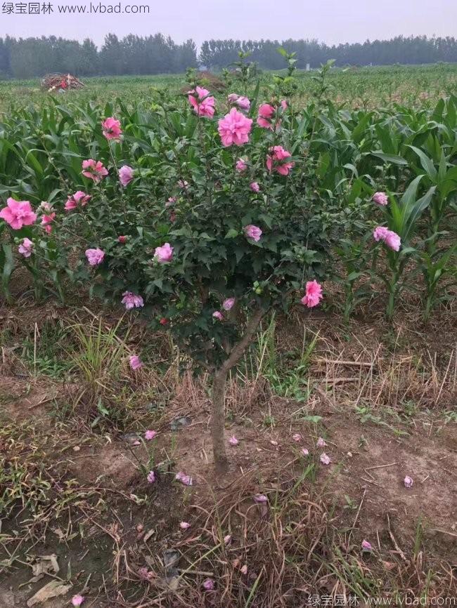 木槿花