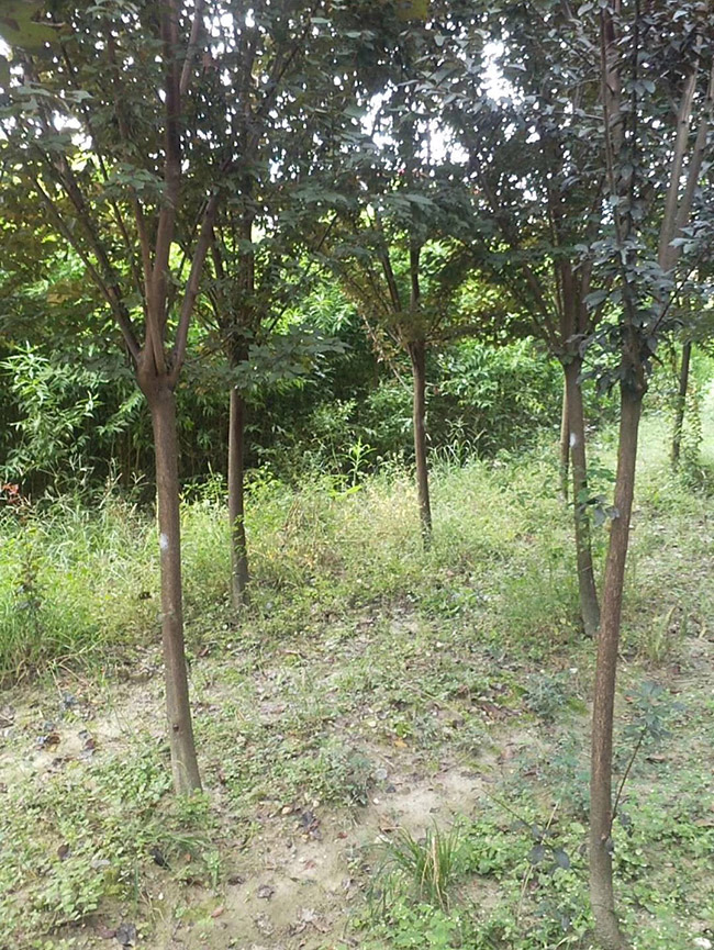 紫葉李
