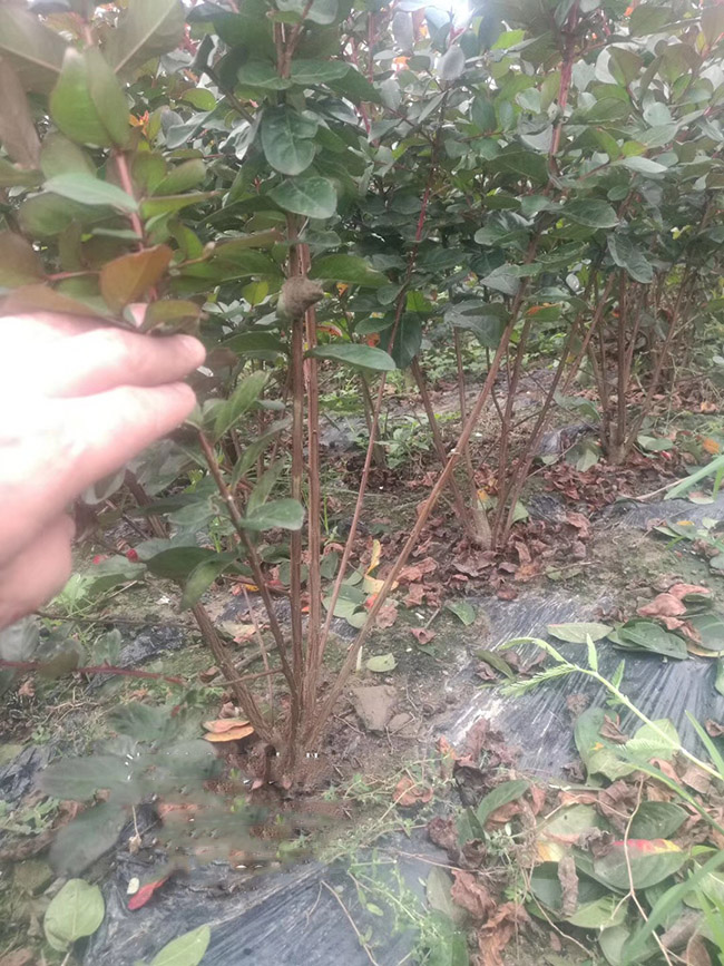 <a href='http://www.wuzhouwash.com/dibeiguanmu/9021.html' target='_blank'>叢生紫薇</a>