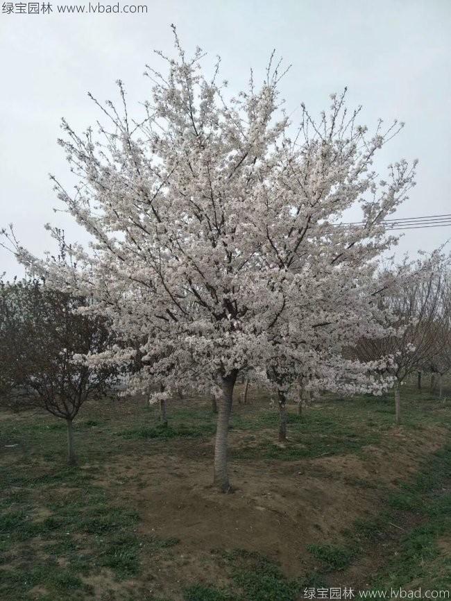 <a href='http://www.wuzhouwash.com/xiaoqiaomu/3536.html' target='_blank'>日本櫻花</a>