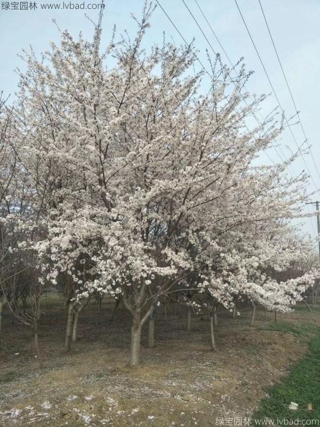 日本<a href='http://www.wuzhouwash.com/linmuzhongzi/1777.html' target='_blank'>櫻花</a>