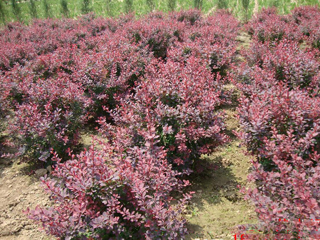 <a href='http://www.wuzhouwash.com/linmuzhongzi/1753.html' target='_blank'>紅葉小檗</a>球