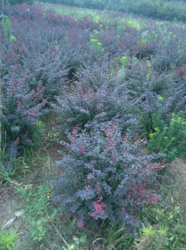 <a href='http://www.wuzhouwash.com/linmuzhongzi/1753.html' target='_blank'>紅葉小檗</a>球