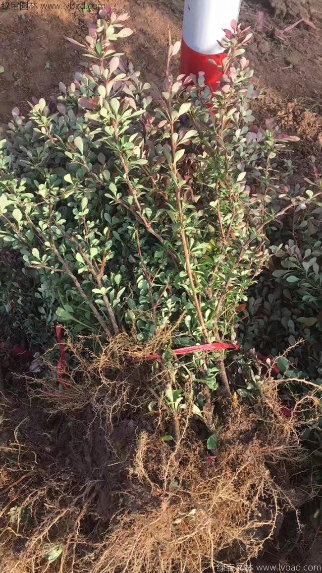 紅葉小檗