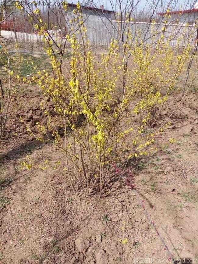 <a href='http://www.wuzhouwash.com/qiuleizhiwu/3496.html' target='_blank'>連翹球</a>
