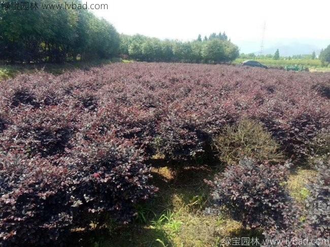 <a href='http://www.wuzhouwash.com/qiuleizhiwu/3507.html' target='_blank'>紅花繼木球</a>