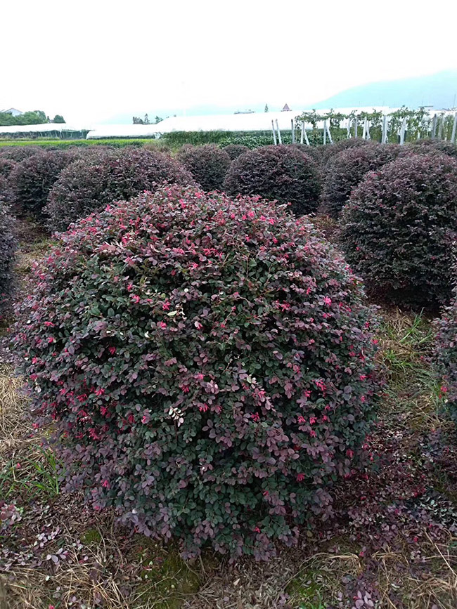 <a href='http://www.wuzhouwash.com/dibeiguanmu/9770.html' target='_blank'>紅花繼木</a>球