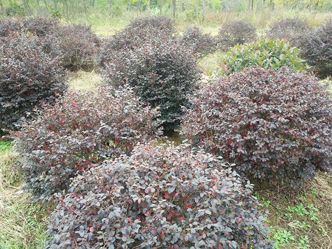 <a href='http://www.wuzhouwash.com/yaocaizhongzi/2335.html' target='_blank'>紅花</a>繼木球