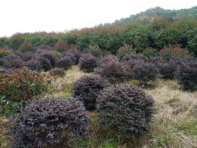 <a href='http://www.wuzhouwash.com/dibeiguanmu/9770.html' target='_blank'>紅花繼木</a>球