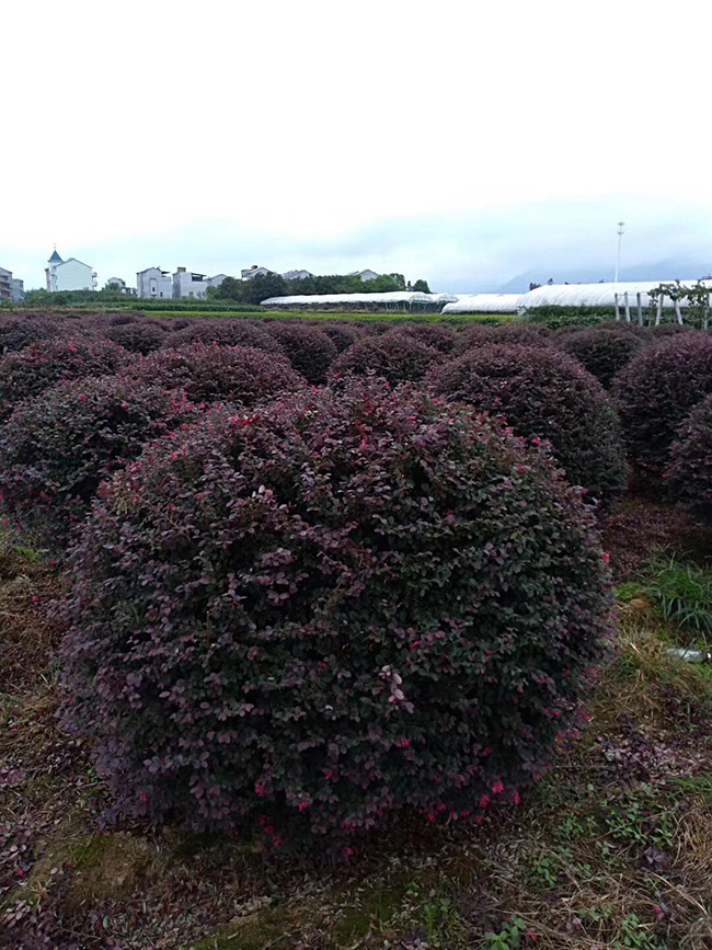 <a href='http://www.wuzhouwash.com/yaocaizhongzi/2335.html' target='_blank'>紅花</a>繼木球