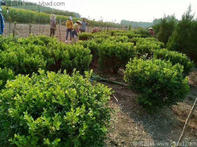 <a href='http://www.wuzhouwash.com/qiuleizhiwu/3501.html' target='_blank'>瓜子黃楊球</a>