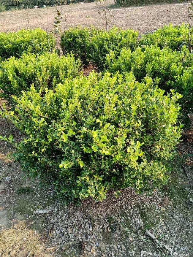 <a href='http://www.wuzhouwash.com/linmuzhongzi/2215.html' target='_blank'>瓜子黃楊</a>球