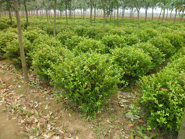 <a href='http://www.wuzhouwash.com/linmuzhongzi/1764.html' target='_blank'>小葉黃楊</a>球