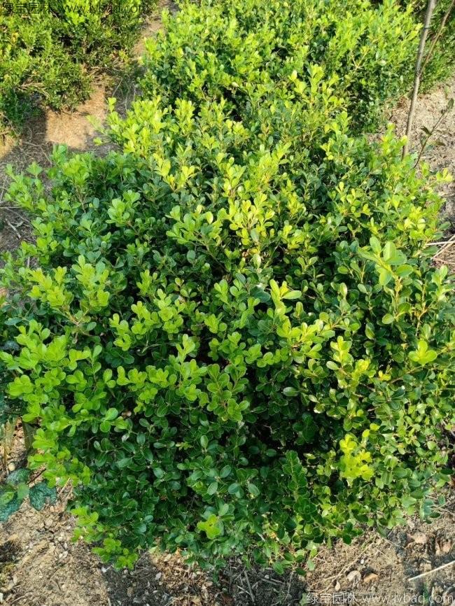<a href='http://www.wuzhouwash.com/linmuzhongzi/1764.html' target='_blank'>小葉黃楊</a>球
