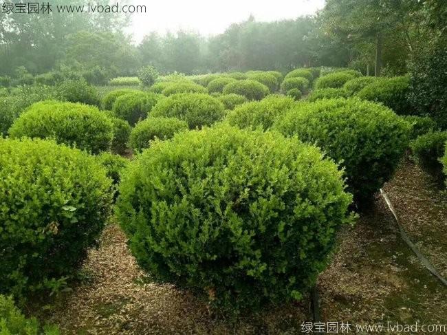 <a href='http://www.wuzhouwash.com/qiuleizhiwu/3499.html' target='_blank'>小葉黃楊球</a>