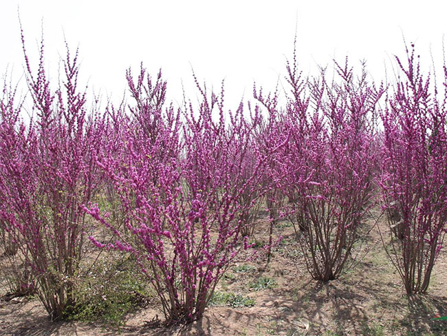 <a href='http://www.wuzhouwash.com/dibeiguanmu/3490.html' target='_blank'>紫荊花</a>