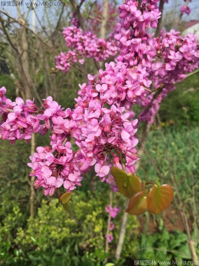 <a href='http://www.wuzhouwash.com/dibeiguanmu/3490.html' target='_blank'>紫荊花</a>