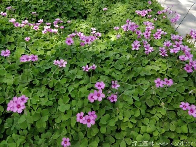 <a href='http://www.wuzhouwash.com/yaocaizhongzi/2335.html' target='_blank'>紅花</a>酢醬草