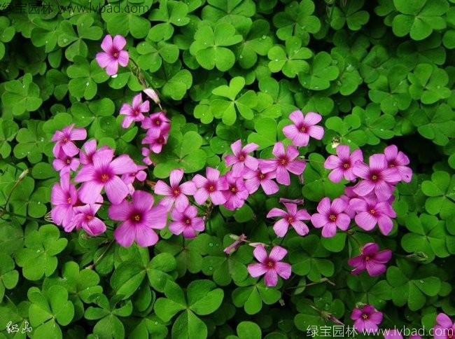 <a href='http://www.wuzhouwash.com/yaocaizhongzi/2335.html' target='_blank'>紅花</a>酢醬草