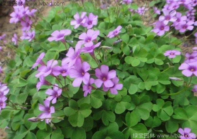 <a href='http://www.wuzhouwash.com/caobenzhiwu/3413.html' target='_blank'>紅花酢醬草</a>