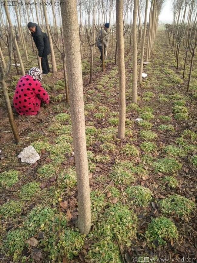 紅花草