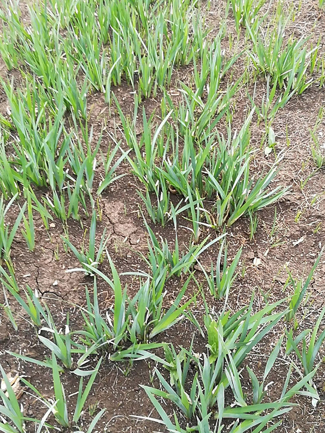 馬蘭花