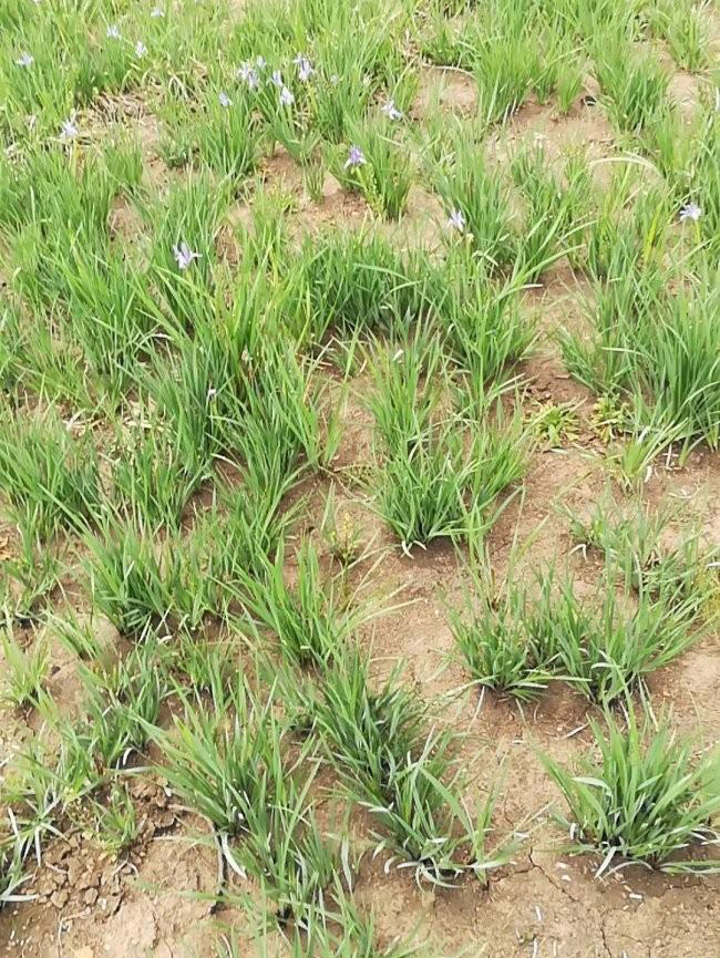 馬蘭花