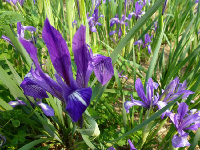 <a href='http://www.wuzhouwash.com/caobenzhiwu/3383.html' target='_blank'>馬蘭花</a>