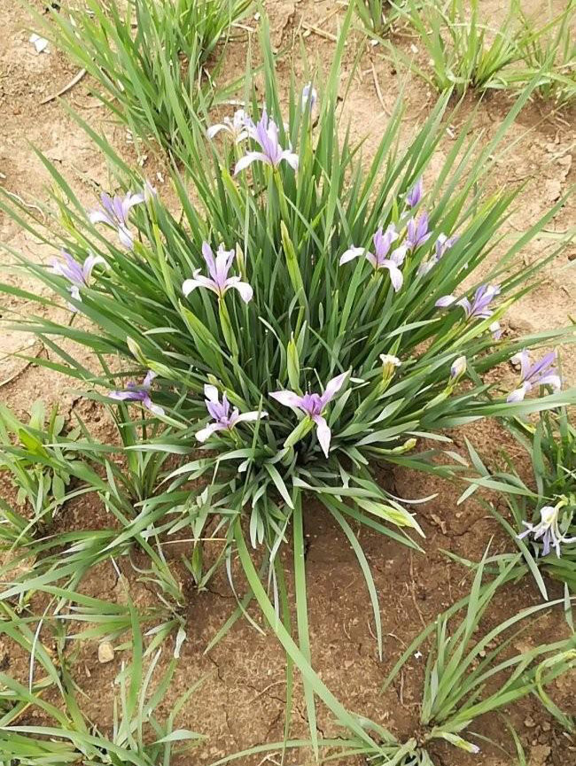 馬蘭花