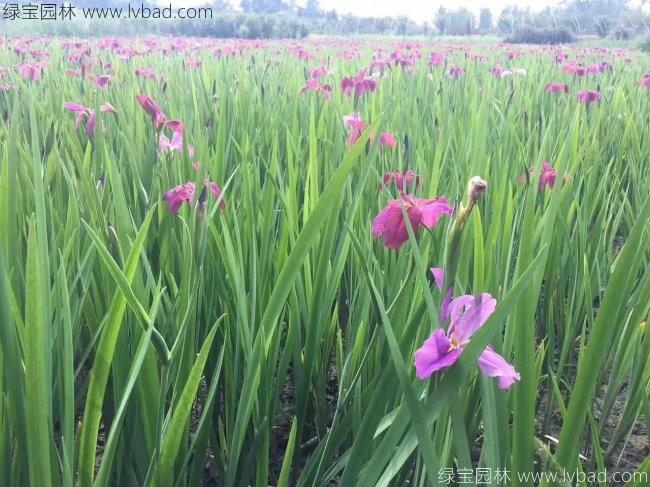 <a href='http://www.wuzhouwash.com/shuishengshuicao/3437.html' target='_blank'>水生鳶尾</a>
