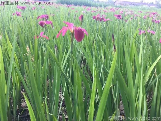 水生<a href='http://www.wuzhouwash.com/caohuazhongzi/1578.html' target='_blank'>鳶尾</a>