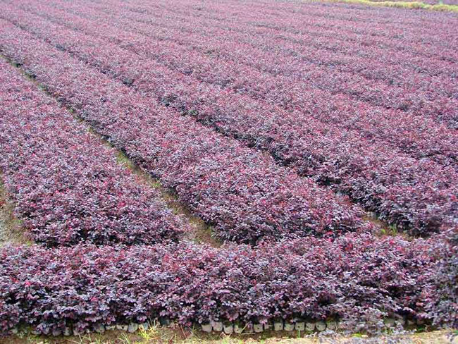 <a href='http://www.wuzhouwash.com/dibeiguanmu/9770.html' target='_blank'>紅花繼木</a>