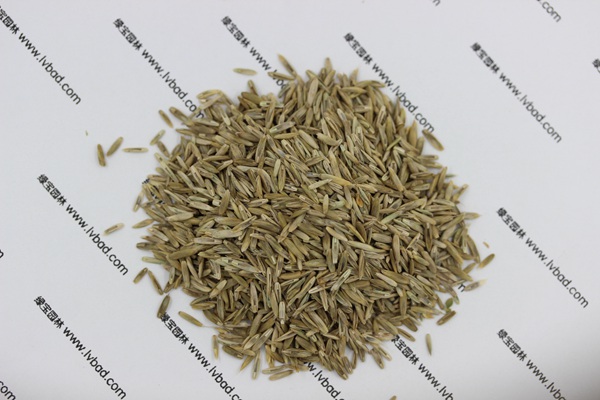 <a href='http://www.wuzhouwash.com/caopingzhongzi/1678.html' target='_blank'>一年生黑麥草</a><a href='http://www.wuzhouwash.com/' target='_blank'>種子</a>
