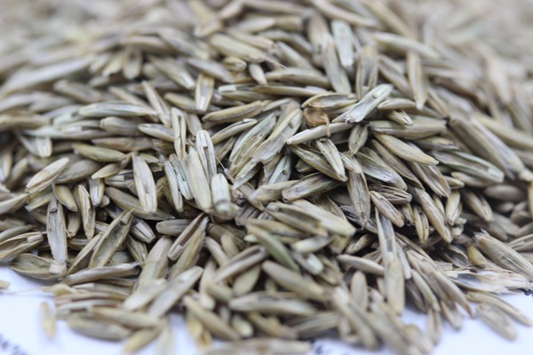 <a href='http://www.wuzhouwash.com/caopingzhongzi/1678.html' target='_blank'>一年生黑麥草種子</a>