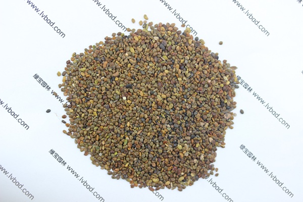 <a href='http://www.wuzhouwash.com/mucaozhongzi/1689.html' target='_blank'>沙打旺</a><a href='http://www.wuzhouwash.com/' target='_blank'>種子</a>
