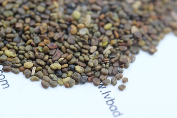 <a href='http://www.wuzhouwash.com/mucaozhongzi/1689.html' target='_blank'>沙打旺種子</a>